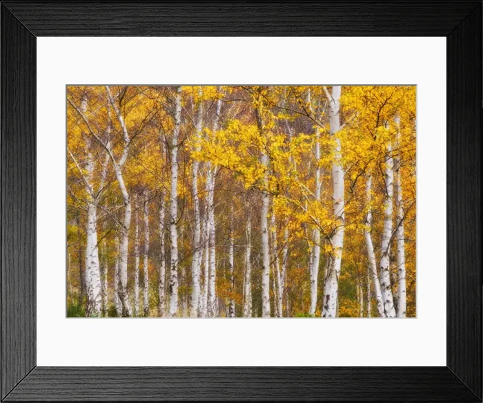 Framed Print : Silver birches, Dandenong Ranges, Victoria, Australia, Pacific Framed Print : Silver birches, Dandenong Ranges, Victoria, Australia, Pacific