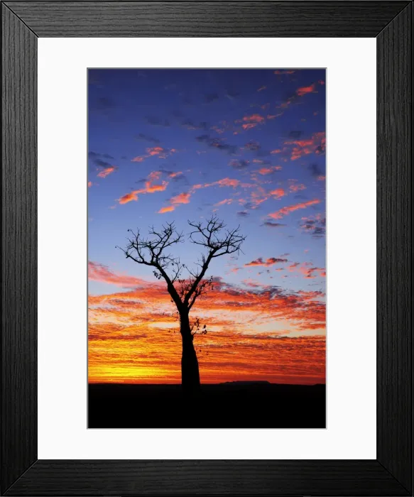 Framed Print : Boab tree at sunrise, Kimberley, Western Australia, Australia, Pacific Framed Print : Boab tree at sunrise, Kimberley, Western Australia, Australia, Pacific