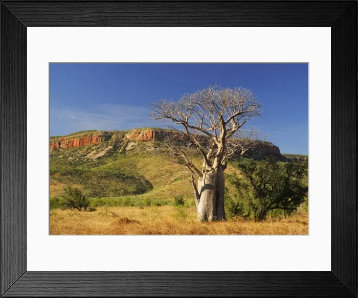 Framed Print : Boab tree and Cockburn Ranges, Kimberley, Western Australia, Australia, Pacific Framed Print : Boab tree and Cockburn Ranges, Kimberley, Western Australia, Australia, Pacific