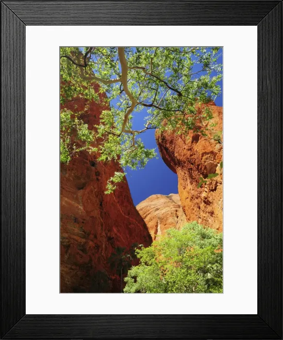 Framed Print : Mini Palms Gorge, Bungle Bungle, Purnululu National Park, UNESCO World Heritage Site Framed Print : Mini Palms Gorge, Bungle Bungle, Purnululu National Park, UNESCO World Heritage Site
