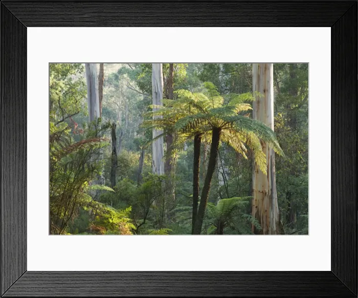 Framed Print : Tree ferns, Yarra Ranges National Park, Victoria, Australia, Pacific Framed Print : Tree ferns, Yarra Ranges National Park, Victoria, Australia, Pacific