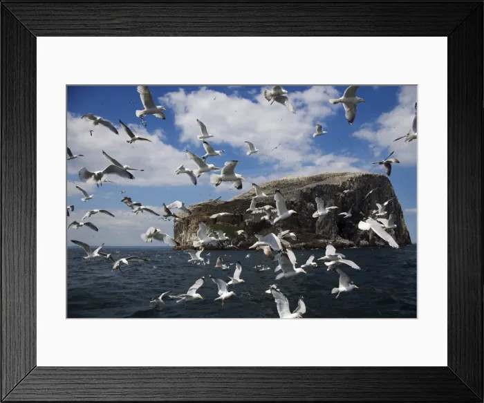 Framed Print : Herring gulls (Larus argentatus), following fishing boat with Bass Rock behind Framed Print : Herring gulls (Larus argentatus), following fishing boat with Bass Rock behind