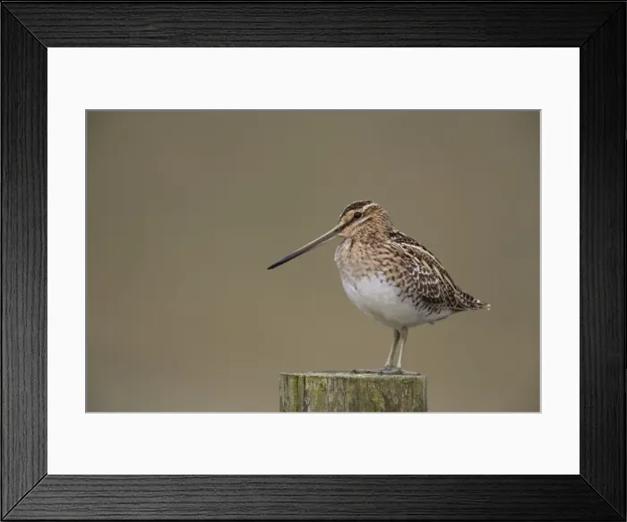 Framed Print : Snipe (Gallinago gallinago), Upper Teesdale, County Durham, England, United Kingdom Framed Print : Snipe (Gallinago gallinago), Upper Teesdale, County Durham, England, United Kingdom