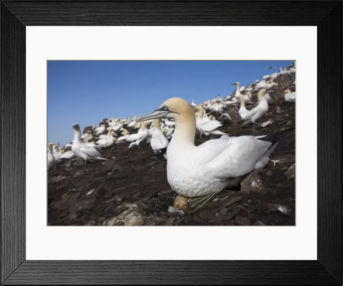 Framed Print : Gannet (Morus bassanus), on nest with egg, Bass Rock, Scotland, United Kingdom, Europe Framed Print : Gannet (Morus bassanus), on nest with egg, Bass Rock, Scotland, United Kingdom, Europe