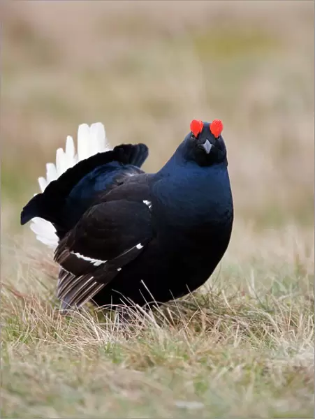 Black grouse (Tetrao tetrix), displaying at Lek, Upper Teesdale, North Pennines Area of Outstanding Natural Beauty, County Durham, England, United