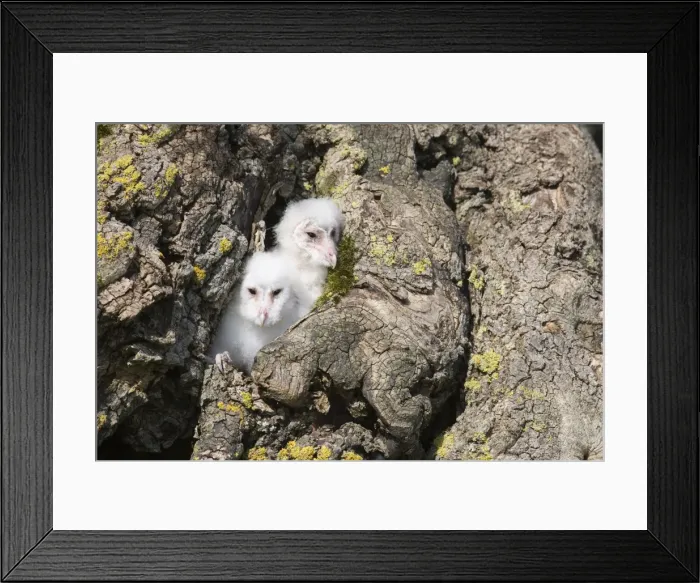 Framed Print : Barn owl (Tyto alba) chicks, captive, Cumbria, England, United Kingdom, Europe Framed Print : Barn owl (Tyto alba) chicks, captive, Cumbria, England, United Kingdom, Europe