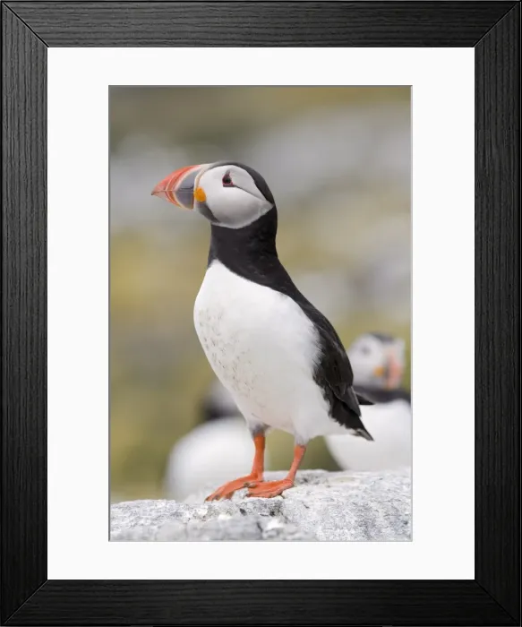 Framed Print : Puffin (Fratercula arctica), Farne Islands, Northumberland, England, United Kingdom Framed Print : Puffin (Fratercula arctica), Farne Islands, Northumberland, England, United Kingdom