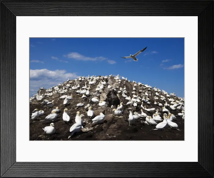 Framed Print : Gannets (Morus bassanus), Bass Rock, Scotland, United Kingdom, Europe Framed Print : Gannets (Morus bassanus), Bass Rock, Scotland, United Kingdom, Europe