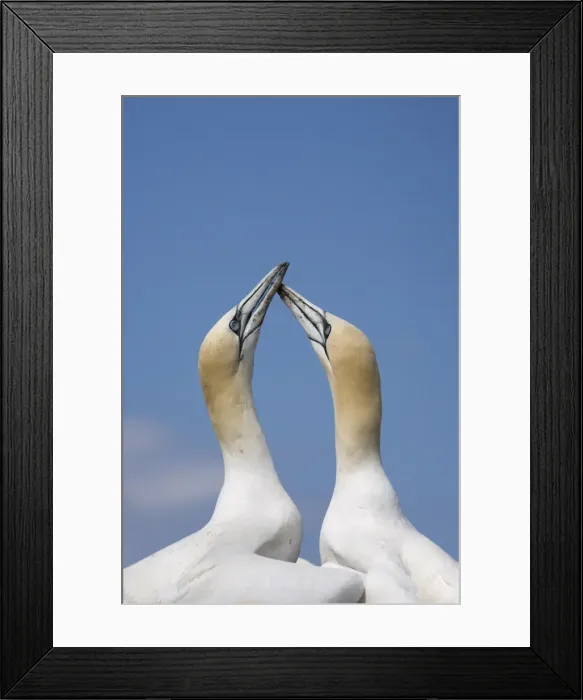 Framed Print : Gannets (Morus bassanus) skypointing, Bass Rock, Scotland, United Kingdom, Europe Framed Print : Gannets (Morus bassanus) skypointing, Bass Rock, Scotland, United Kingdom, Europe