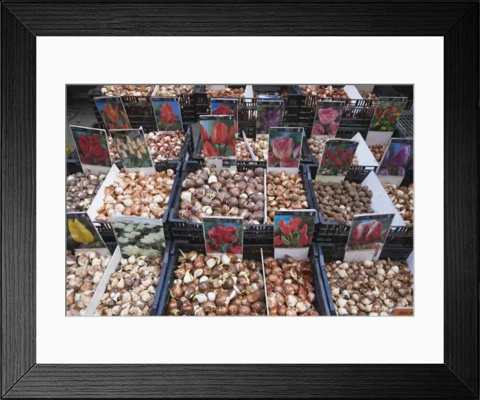 Framed Print : Bulbs for sale in Bloemenmarkt flower market, Amsterdam, Netherlands, Europe Framed Print : Bulbs for sale in Bloemenmarkt flower market, Amsterdam, Netherlands, Europe