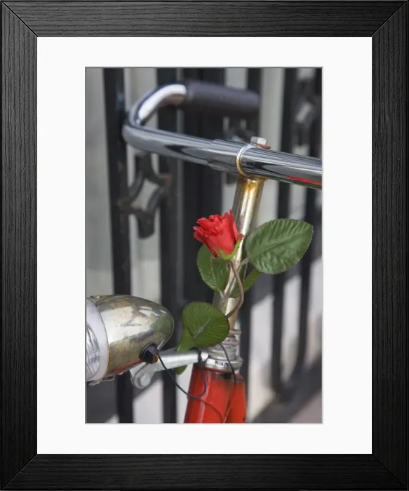 Framed Print : Close up of a bicycle with a rose for decoration, Amsterdam, Netherlands, Europe Framed Print : Close up of a bicycle with a rose for decoration, Amsterdam, Netherlands, Europe
