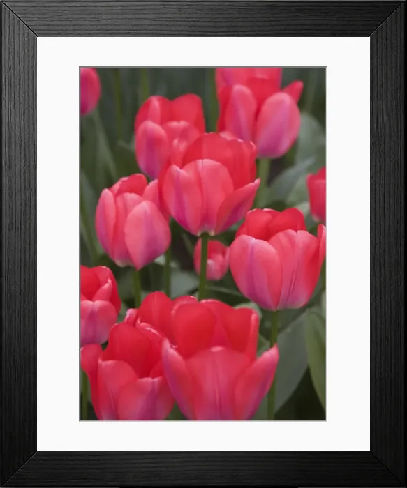 Framed Print : Red tulips, Keukenhof, park and gardens near Amsterdam, Netherlands, Europe Framed Print : Red tulips, Keukenhof, park and gardens near Amsterdam, Netherlands, Europe