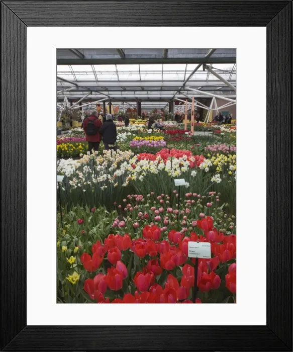 Framed Print : Displays of tulips, Keukenhof, park and gardens near Amsterdam, Netherlands, Europe Framed Print : Displays of tulips, Keukenhof, park and gardens near Amsterdam, Netherlands, Europe