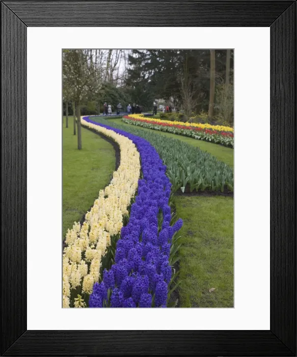 Framed Print : Colourful border of hyacinths, Keukenhof, park and gardens near Amsterdam Framed Print : Colourful border of hyacinths, Keukenhof, park and gardens near Amsterdam