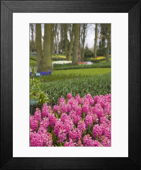 Framed Print : Pink hyacinths, Keukenhof, park and gardens near Amsterdam, Netherlands, Europe Framed Print : Pink hyacinths, Keukenhof, park and gardens near Amsterdam, Netherlands, Europe
