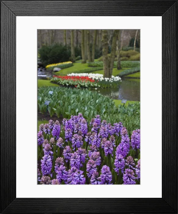 Framed Print : Lilac hyacinths, Keukenhof, park and gardens near Amsterdam, Netherlands, Europe Framed Print : Lilac hyacinths, Keukenhof, park and gardens near Amsterdam, Netherlands, Europe