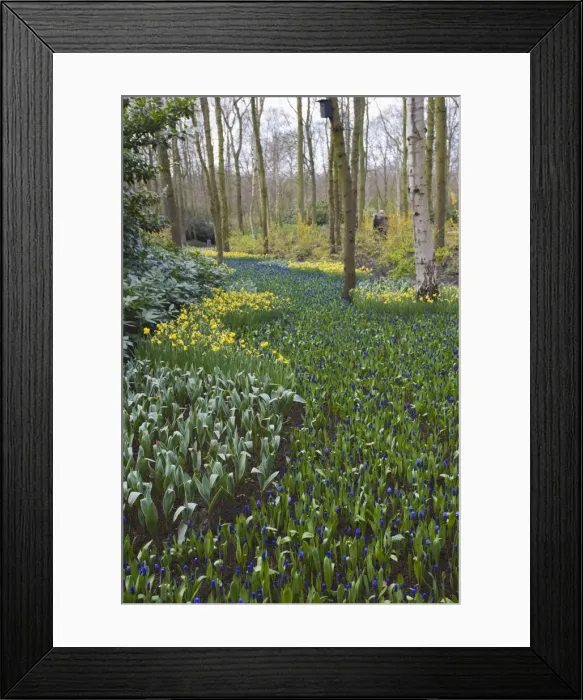 Framed Print : Early spring flowers, Keukenhof, park and gardens near Amsterdam, Netherlands, Europe Framed Print : Early spring flowers, Keukenhof, park and gardens near Amsterdam, Netherlands, Europe
