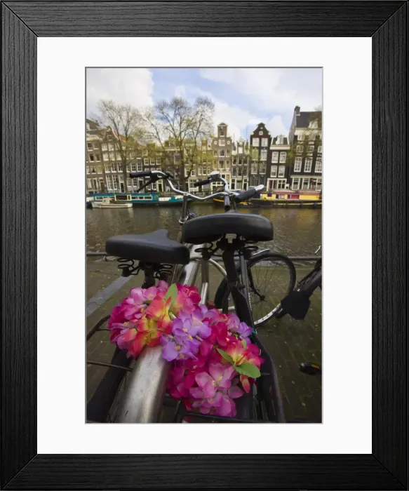 Framed Print : Flower chain holding two bicycles together, Amsterdam, Netherlands, Europe Framed Print : Flower chain holding two bicycles together, Amsterdam, Netherlands, Europe