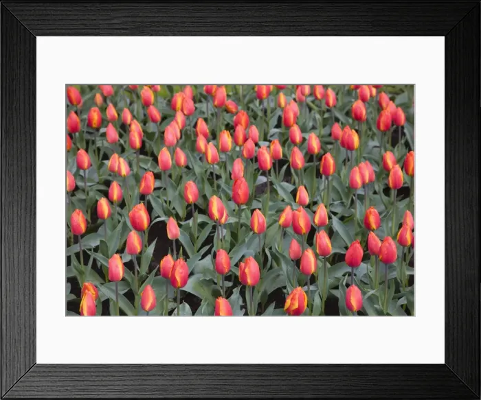 Framed Print : Tulips, Keukenhof, park and gardens near Amsterdam, Netherlands, Europe Framed Print : Tulips, Keukenhof, park and gardens near Amsterdam, Netherlands, Europe