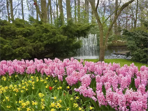 Pink hyacinths and daffodils, Keukenhof, park and gardens near Amsterdam
