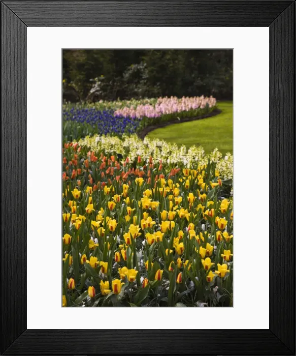 Framed Print : Tulip flower borders, Keukenhof, park and gardens near Amsterdam, Netherlands, Europe Framed Print : Tulip flower borders, Keukenhof, park and gardens near Amsterdam, Netherlands, Europe
