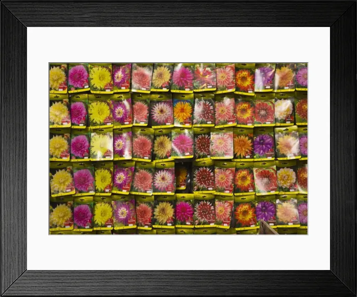 Framed Print : Seed packets, Bloemenmarkt (flower market), Amsterdam, Netherlands, Europe Framed Print : Seed packets, Bloemenmarkt (flower market), Amsterdam, Netherlands, Europe