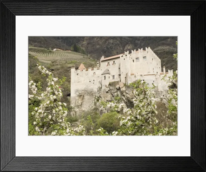Framed Print : Apple blossom in spring and the castle at Castelbello, Adige Valley, Italy, Europe