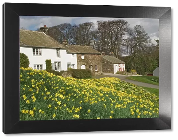 Banks of daffodils in Askham village in Wordsworth Country, English Lake District