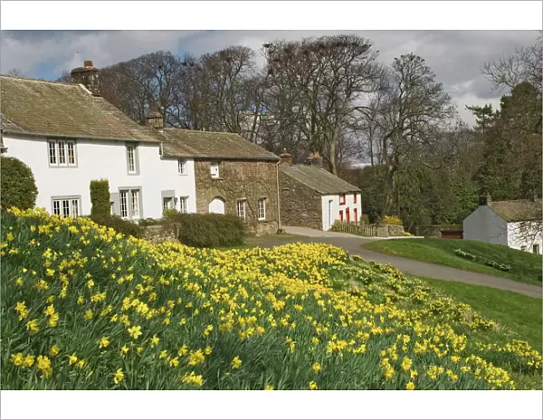Banks of daffodils in Askham village in Wordsworth Country, English Lake District