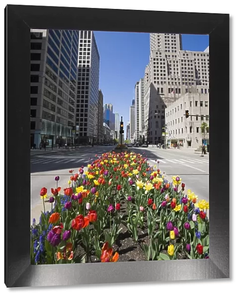 Tulips on North Michigan Avenue, The Magnificent Mile, Chicago, Illinois