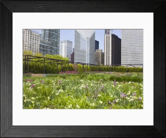Framed Print : The Lurie Garden, Millennium Park, Chicago, Illinois, United States of America Framed Print : The Lurie Garden, Millennium Park, Chicago, Illinois, United States of America
