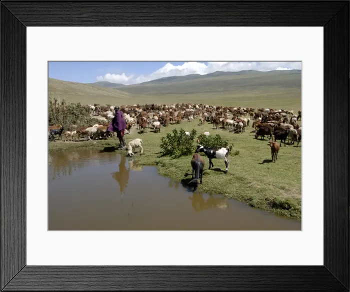 Framed Print : Ngorongoro Conservation Area, UNESCO World Heritage Site, Tanzania, East Africa, Africa Framed Print : Ngorongoro Conservation Area, UNESCO World Heritage Site, Tanzania, East Africa, Africa