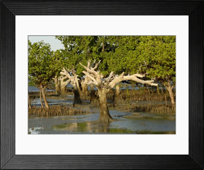 Framed Print : Mangroves, Sand Island, Tanzania, East Africa, Africa Framed Print : Mangroves, Sand Island, Tanzania, East Africa, Africa