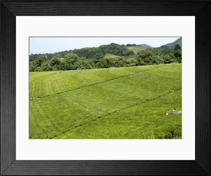 Framed Print : Mechanized tea picking, Uganda, East Africa, Africa Framed Print : Mechanized tea picking, Uganda, East Africa, Africa