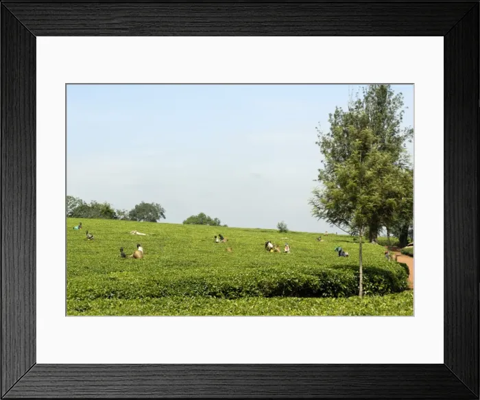 Framed Print : Tea estate, Ruwenzori Mountains Tea Estate, Uganda, East Africa, Africa