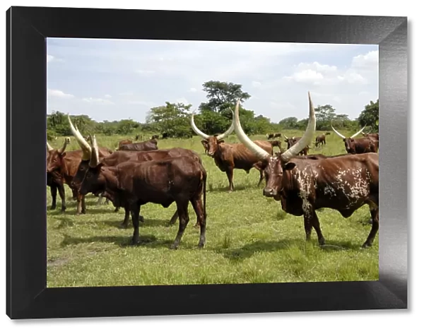 Ankole cows, Uganda, East Africa, Africa