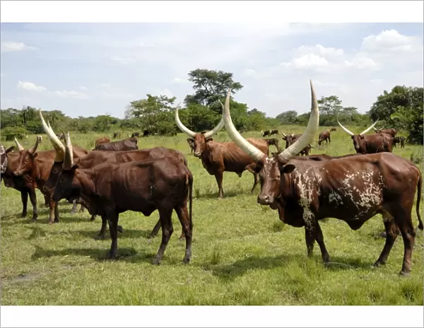 Ankole cows, Uganda, East Africa, Africa