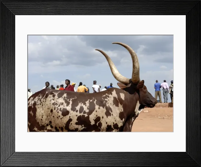 Framed Print : Ankole cow, Kampala, Uganda, East Africa, Africa Framed Print : Ankole cow, Kampala, Uganda, East Africa, Africa