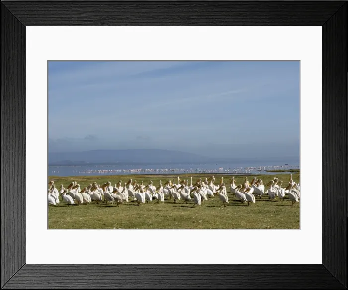 Framed Print : Lake Nakuru National Park, Kenya, East Africa, Africa Framed Print : Lake Nakuru National Park, Kenya, East Africa, Africa