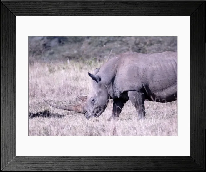 Framed Print : Rhinoceros, Lake Nakuru National Park, Kenya, East Africa, Africa Framed Print : Rhinoceros, Lake Nakuru National Park, Kenya, East Africa, Africa