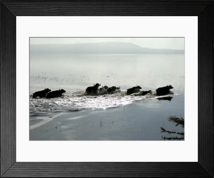 Framed Print : Lake Nakuru National Park, Kenya, East Africa, Africa Framed Print : Lake Nakuru National Park, Kenya, East Africa, Africa