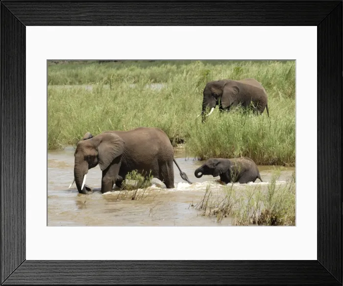 Framed Print : Elephants in Oliphants River, Kruger National Park, South Africa, Africa Framed Print : Elephants in Oliphants River, Kruger National Park, South Africa, Africa