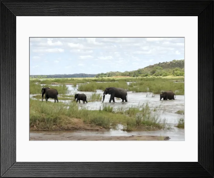 Framed Print : Elephants in Oliphants River, Kruger National Park, South Africa, Africa Framed Print : Elephants in Oliphants River, Kruger National Park, South Africa, Africa