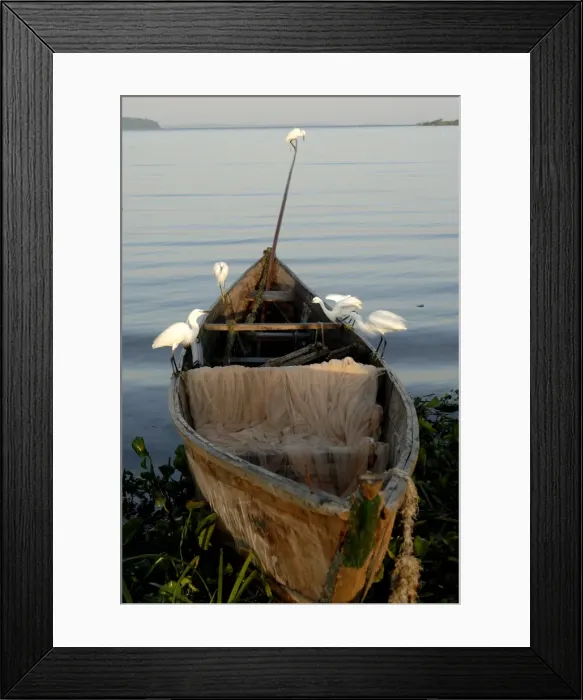 Framed Print : Egrets, Bugala Island, Lake Victoria, Uganda, East Africa, Africa