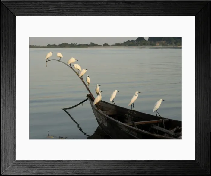 Framed Print : Egrets, Bugala Island, Lake Victoria, Uganda, East Africa, Africa Framed Print : Egrets, Bugala Island, Lake Victoria, Uganda, East Africa, Africa
