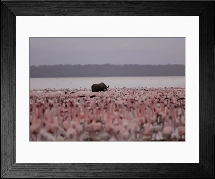 Framed Print : Lake Nakuru National Park, Kenya, East Africa, Africa Framed Print : Lake Nakuru National Park, Kenya, East Africa, Africa