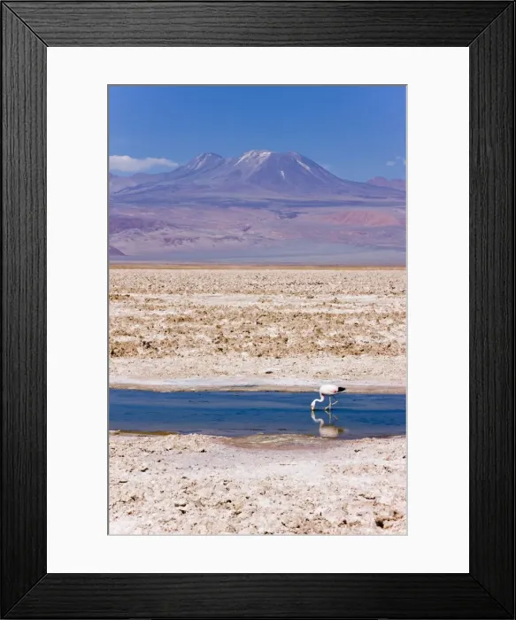 Framed Print : Flamingo breeding site, Laguna Chaxa, Salar de Atacama, Atacama Desert Framed Print : Flamingo breeding site, Laguna Chaxa, Salar de Atacama, Atacama Desert