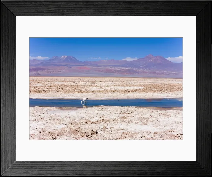 Framed Print : Flamingo breeding site, Laguna Chaxa, Salar de Atacama, Atacama Desert Framed Print : Flamingo breeding site, Laguna Chaxa, Salar de Atacama, Atacama Desert