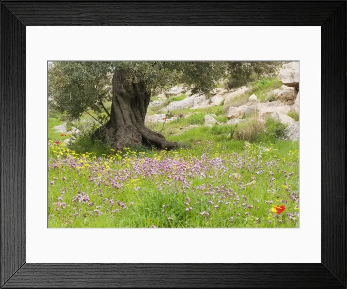 Framed Print : Wildflowers and olive tree, near Halawa, Jordan, Middle East Framed Print : Wildflowers and olive tree, near Halawa, Jordan, Middle East