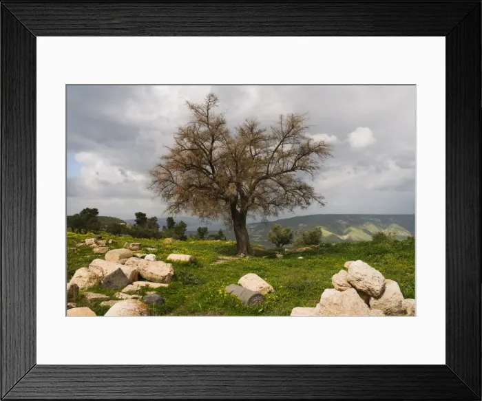 Framed Print : Tree and ruins, Umm Qais Roman City, Umm Qais, Jordan, Middle East Framed Print : Tree and ruins, Umm Qais Roman City, Umm Qais, Jordan, Middle East